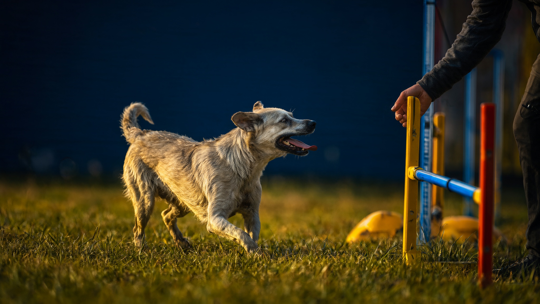 hundehobby.de – Domain zu verkaufen